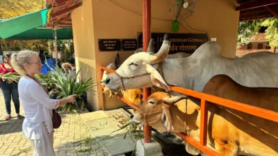 Fodder for all cows